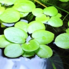🐸メダカ鉢に浮き草メダ友還元プレゼント❣️の画像