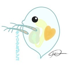タイリクミジンコの画像