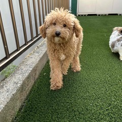 プードル　大きくてやさしい子犬　