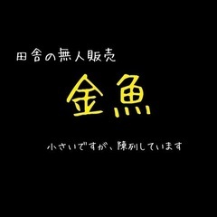【数量限定】金魚、陳列しています（無人販売）※返信はなかなか出来...