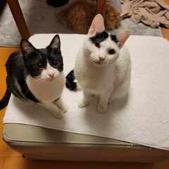 in江南市☆2会場同日開催☆保護猫の譲渡会☆2024年3月24日...