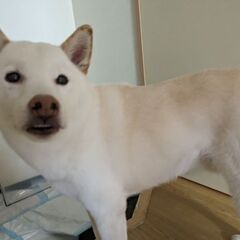 白柴犬♂6歳(去勢済)の里親を募集します - 犬