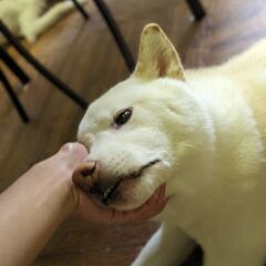 白柴犬♂6歳(去勢済)の里親を募集します - 里親募集