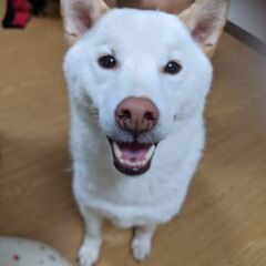 白柴犬♂6歳(去勢済)の里親を募集します − 東京都