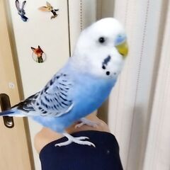 茨城県のブリーダーショップ「animal house ひだまり」です! - ペット