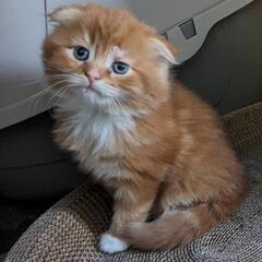 猫１０%OFF
