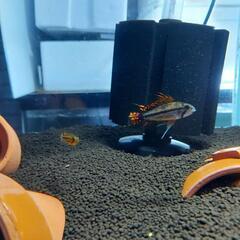 アピストグラマ カカトゥオイデス稚魚