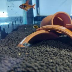 アピストグラマ カカトゥオイデス稚魚の画像