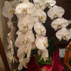 再投稿　差し上げます。胡蝶蘭4本の画像
