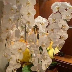 再投稿　差し上げます。胡蝶蘭4本の画像