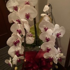 再投稿　差し上げます。胡蝶蘭4本の画像