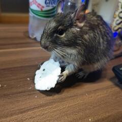 (急募)デグーの里親