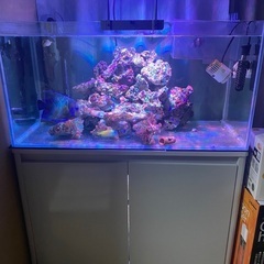 熱帯魚サザナミザッコ　17ｃｍぐらいの画像