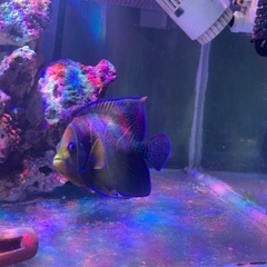熱帯魚サザナミザッコ　17ｃｍぐらい