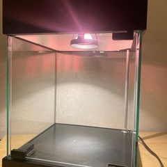 推しがさらに尊くなる…🕊️ライト付きディスプレイ棚の画像