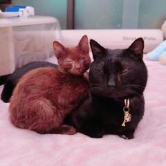 1.5キロになりました　2ヶ月齢ほどの子猫　オス　マホガニーブラ...