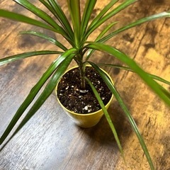 生活雑貨 家庭用品 ガーデニング