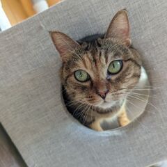 ✨かわいさ満点✨むぎわら猫の女の子♡