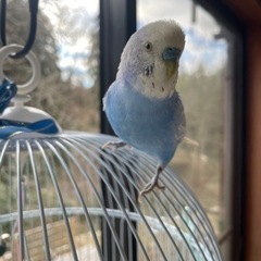セキセイインコを探しています