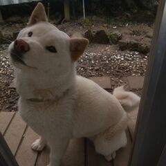 白柴メス１歳の里親募集です