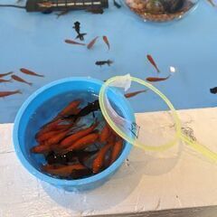 金魚すくいしませんか。☺