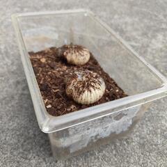 【カブトムシ幼虫】5セット限定
