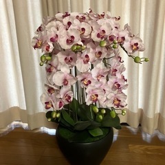 胡蝶蘭