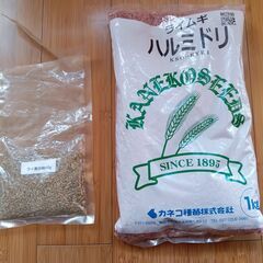 ライ麦の種（無料）