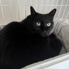 猫のゲージもつけます - 札幌市