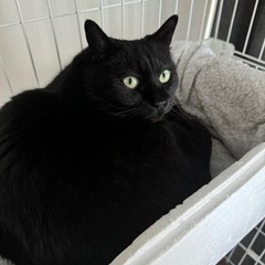 猫のゲージもつけますの画像