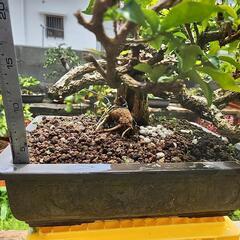 生活雑貨 家庭用品 ガーデニングの画像