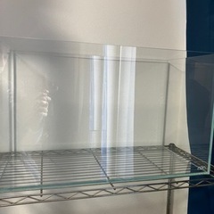 ADA水槽熱帯魚に