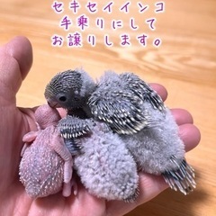 セキセイインコの雛　手乗りにしてお譲りします。