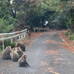 来月に奄美大島行くので現地でオススメの場所やスポット教えて😆 - メンバー募集