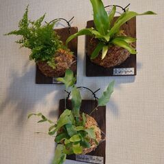 シダ植物 板付け3点セット(アスプレニウム、ネフロレピス、フレボ...