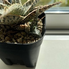 アロエ　ドリアンフレークの画像