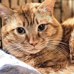【トライアル中】人より猫が好き❤️怖がりな茶トラくん♂️
