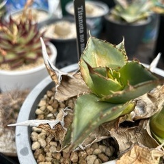 アガベ　チタノタ　ノーネームの画像