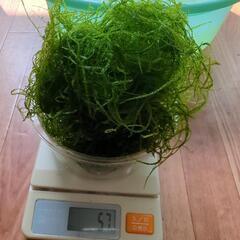 現品特価☆無農薬☆水草☆ウィローモス