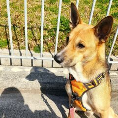 【里親決定】１歳慣れればデレデレのジャーマン柴ーグルです。 - 犬