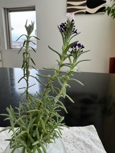 ローズマリーの花