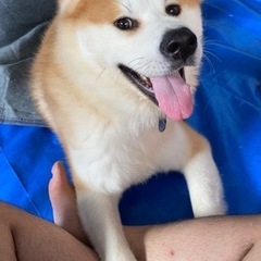 秋田犬♂