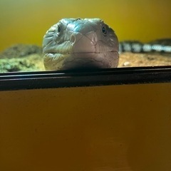 メラウケアオジタトカゲ