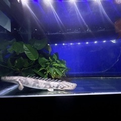 カミハタエンドリ　美個体　よく泳ぐタイプ