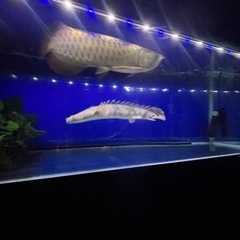 カミハタエンドリ　美個体　よく泳ぐタイプの画像