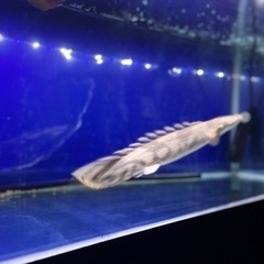 カミハタエンドリ　美個体　よく泳ぐタイプの画像