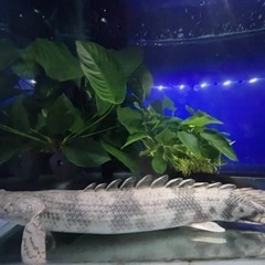 カミハタエンドリ　美個体　よく泳ぐタイプの画像