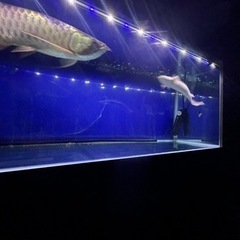 カミハタエンドリ　美個体　よく泳ぐタイプの画像