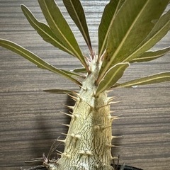 パキポディウム　カクチペス　トックリラン