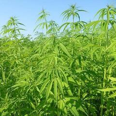 CBD(ヘンプ)に興味ある人いますか！？ - 新宿区